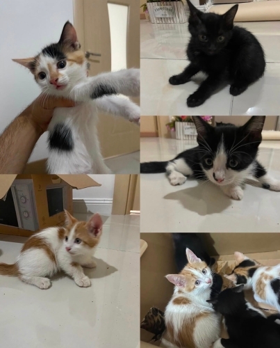 4 dişi 1 erkek 2 aylık kardeşler fotoğraf