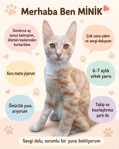 çok cana yakın oyuncu yavru fotoğraf