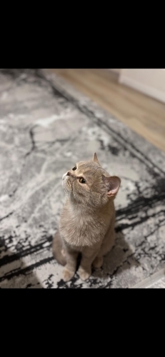 British Shorthair fotoğraf