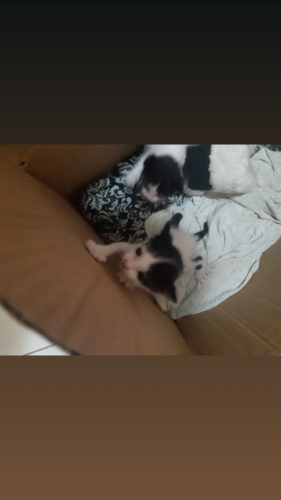 3 tane yavru kedi fotoğraf