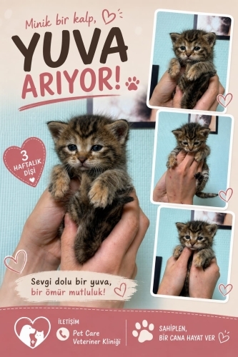 Annesini kaybetmiş bu bebişe acil yuva arıyoruz. fotoğraf