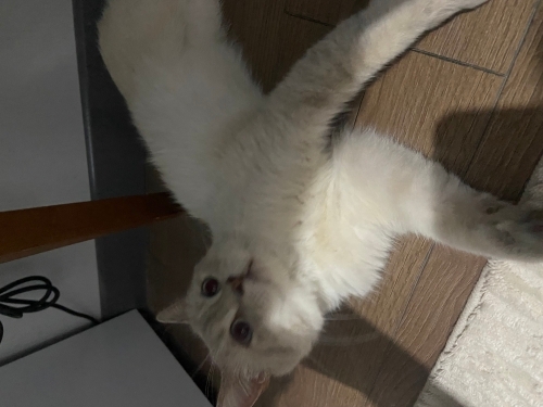 Sütlaç yuva arıyorum fotoğraf