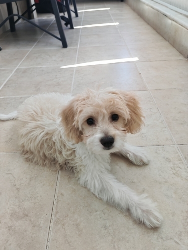 Moltipoo cinci 4 aylık yavru fotoğraf