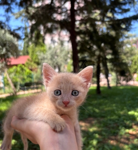 1,5 Aylık Ücretsiz Melez Kedimiz fotoğraf