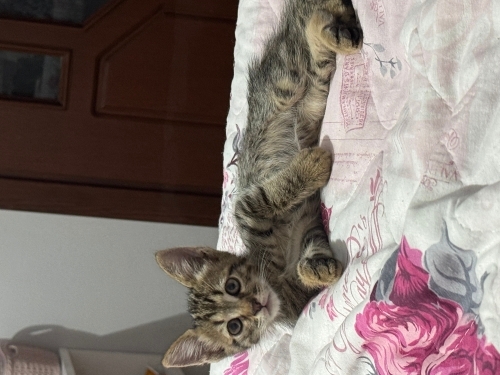 Çok afacan, hareketli ve oyunu seven bir kedi fotoğraf