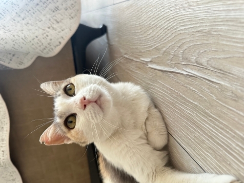 Paytak için acil yuva arıyoruz fotoğraf