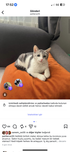 British melez bebişimiz yuva arıyor fotoğraf