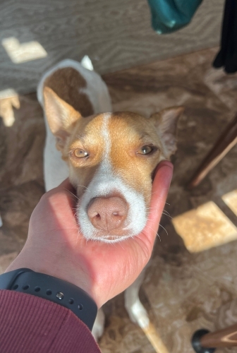 Jack Russel yeni yuva fotoğraf