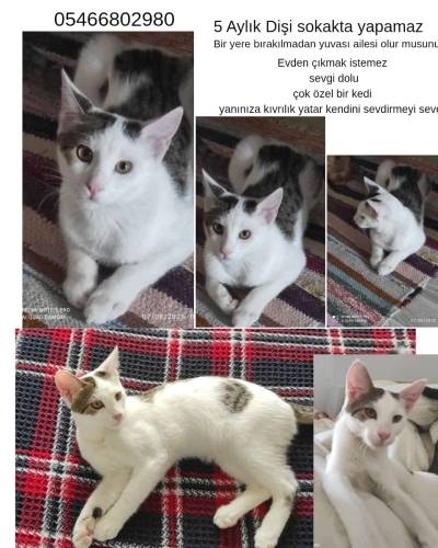 Evde büyüyen bebeklerimize yeni bir guva arıyoruz fotoğraf