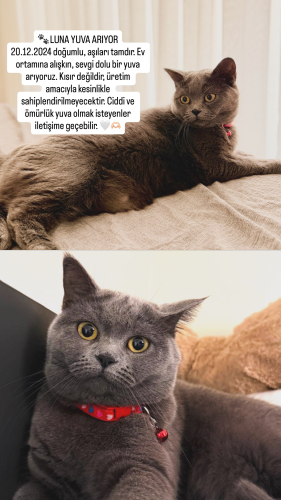 LUNA yuva arıyor fotoğraf