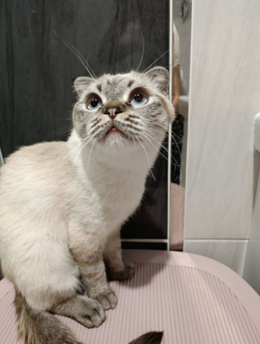 ÖMÜRLÜK YUVA ACİL fotoğraf
