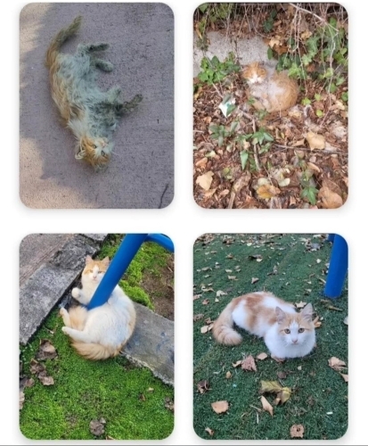 Sokakta yapamıyor perişan oluyor fotoğraf