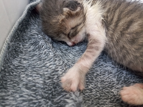 Annesiz kalan yavru kedi fotoğraf