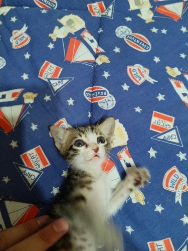 4 haftalık pantere yuva aranıyor fotoğraf