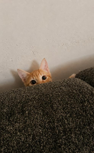Mısır iç dış parazitleri yapıldı karma aşısı yapıldı fotoğraf