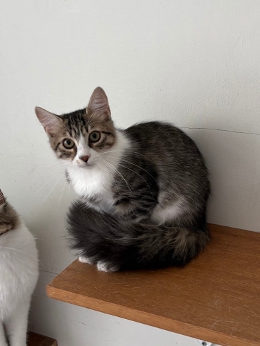 5 aylık dişi yavru kedi fotoğraf