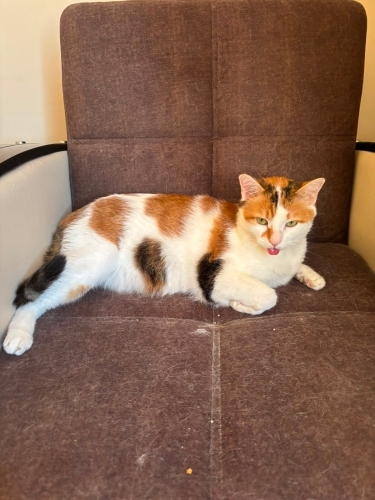 BATMAN ACİL YUVA EV ORTAMINDAN SOKAĞA TERKEDİLMİŞ KEDİ fotoğraf