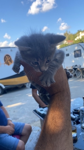 ACİL ÖMÜRLÜK YUVA DIŞARIDA YAPAMAZ fotoğraf