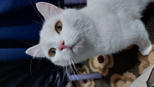 Sokağa terk edilmiş cana yoldaş arıyorum fotoğraf