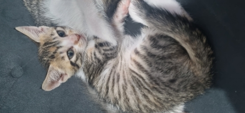 Çok tatlı minnoşum fotoğraf