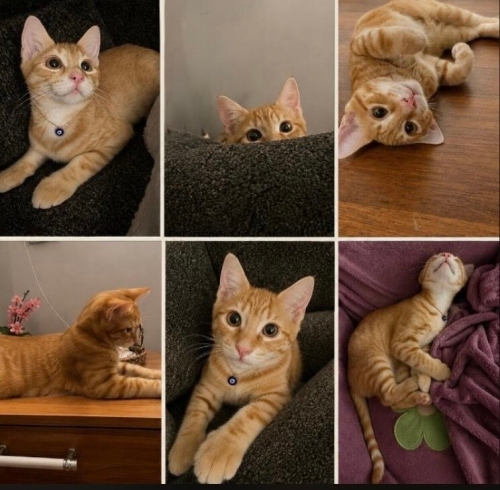 Mısır iç dış parazitleri yapıldı karma aşısı yapıldı fotoğraf