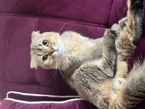 Küçük yeni yuvasını arıyor fotoğraf
