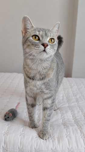 AÇIKLAMAYI OKUYUNUZ LÜTFEN fotoğraf