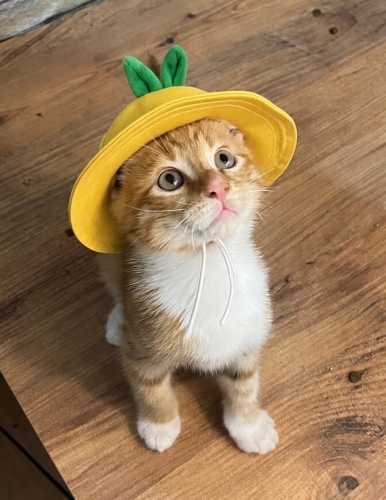 Minik Yaz'a Yuva arıyoruz. 💛 fotoğraf
