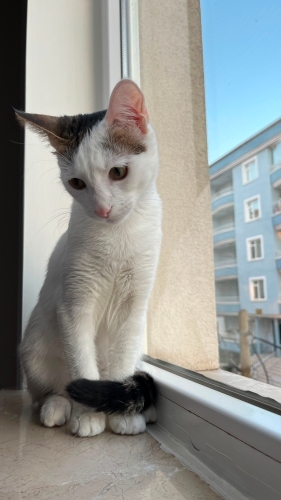 Kedime Yuva Arıyorum fotoğraf
