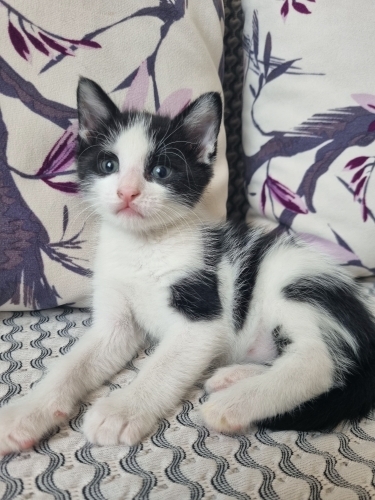 Annesini kaybetmiş fotoğraf