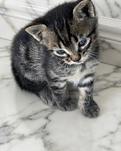 Oyuncu kucak seven akıllı evcil kedi çok acil fotoğraf