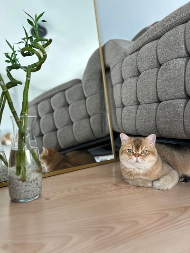 Sakin uysal aşıları tam kısır çipli bir kedi fotoğraf