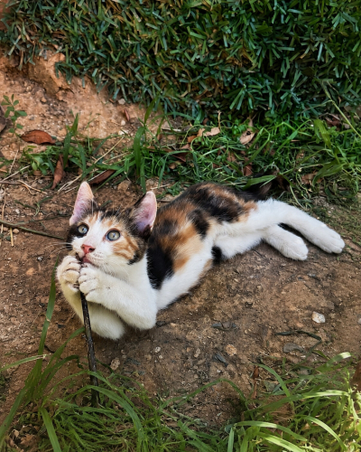 3 Renkli Prenses Kız Kalıcı Yuva Arıyor fotoğraf