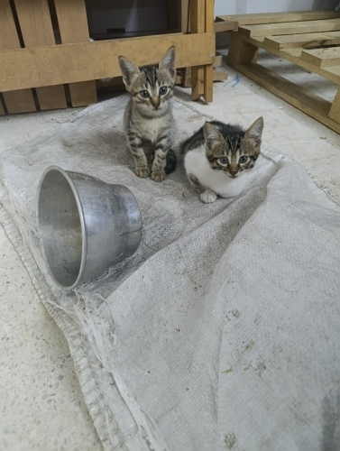 SAHİPSİZ YAVRU KEDİLER VE ANNE fotoğraf