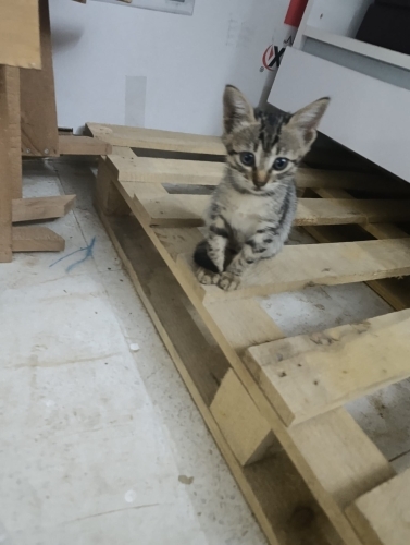 4 yavru kedi ve anne fotoğraf