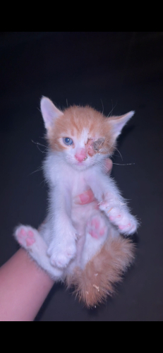 Minik bebeğimizin yeni ailesini arıyoruz fotoğraf
