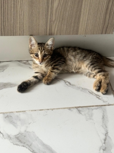 2 aylık uysal bebek tekir fotoğraf