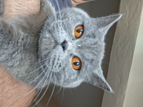 British Shorthair fotoğraf