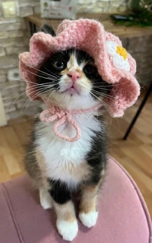 Minik Renk'e Yuva arıyoruz 🤍 fotoğraf