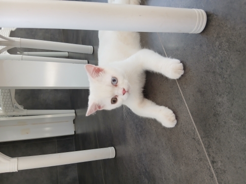 Lokumu sahiplendiriyoruz fotoğraf