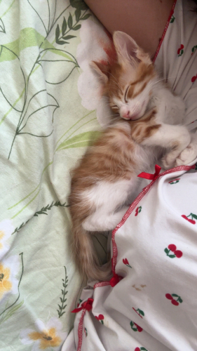Bu yakısıklı sarman bebege acil yuva fotoğraf
