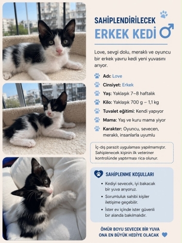 Sevgi dolu ve meraklı kedi yuvasını arıyor fotoğraf