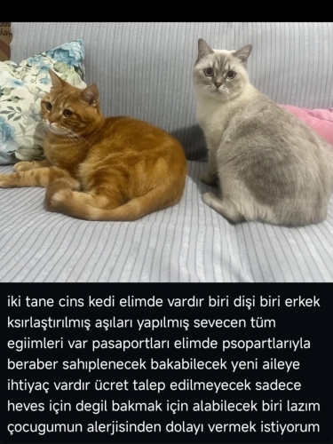 Ücretsiz sahiplendirme fotoğraf