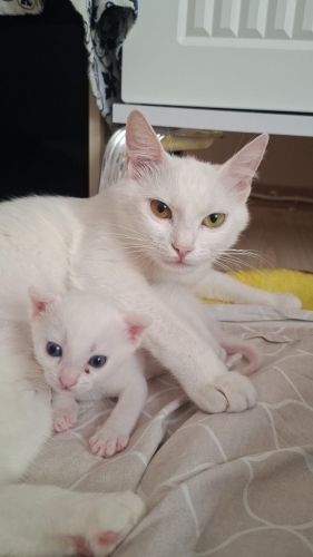 Çok oyuncu ve çok sevindim fotoğraf