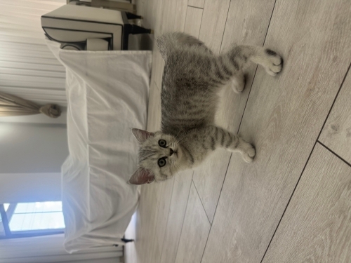 Dünyalar tatlısı Gofrik fotoğraf