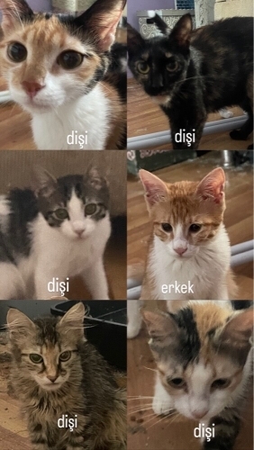 ANKARA / ÇOK ACİL ÖMÜRLÜK YUVA ARANIYOR 🐾 fotoğraf
