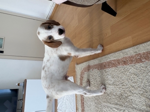 Ücretsiz sahiplendirme fotoğraf
