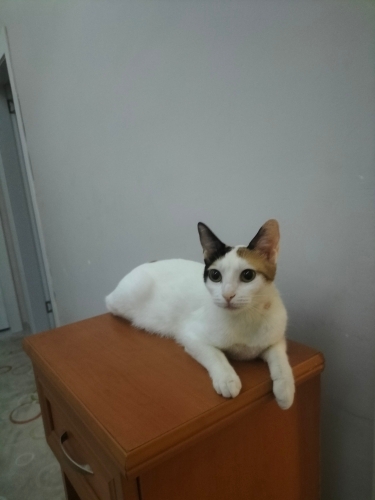 Babam dışarı bırakmak istiyor ben en azından güzel bi yuvası olmasını istiyorum fotoğraf