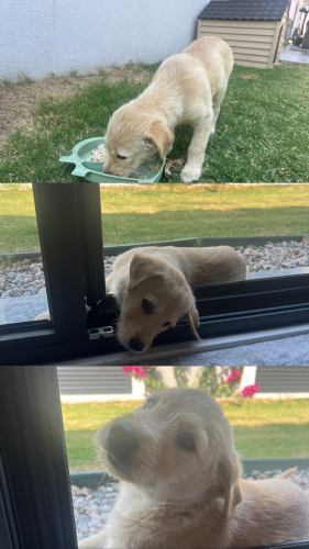 3 Aylık Oyuncu Köpek fotoğraf