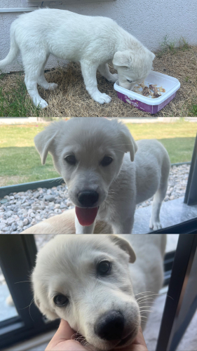 3 Aylık Sevimli, Beyaz Köpek fotoğraf